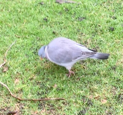 Columba palumbus