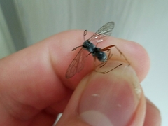 Auplopus mellipes