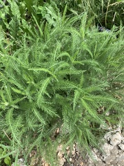 Achillea millefolium
