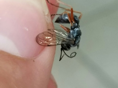 Auplopus mellipes