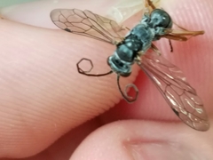 Auplopus mellipes