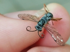 Auplopus mellipes