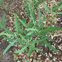 Lactuca tatarica