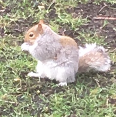 Sciurus carolinensis