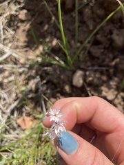 Lithophragma tenellum