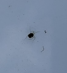 Hydrachnidae