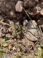 Lithophragma tenellum