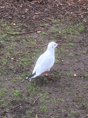 Chroicocephalus ridibundus