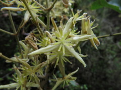 Clematis foetida