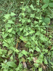 Fallopia convolvulus
