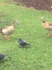 Alopochen aegyptiaca