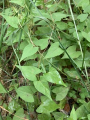 Fallopia convolvulus