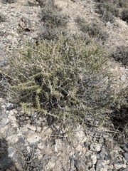 Tetradymia nuttallii