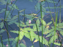 Persicaria amphibia