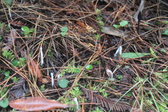 Hypomyces papulasporae