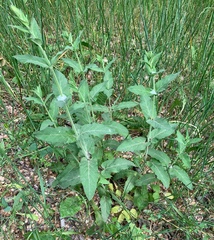 Salvia nemorosa pseudosylvestris