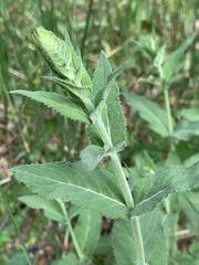Salvia nemorosa pseudosylvestris