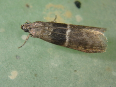 Elegia atrifasciella