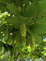 Carpinus japonica