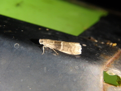 Elegia atrifasciella