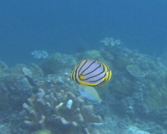Chaetodon meyeri
