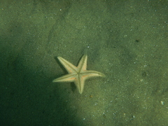 Astropecten jonstoni