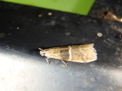 Elegia atrifasciella