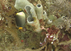 Chaetodontoplus mesoleucus