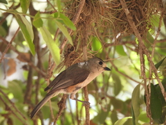 Baeolophus atricristatus