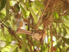 Baeolophus atricristatus