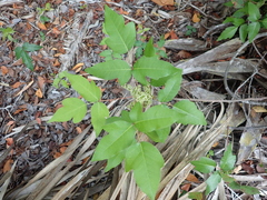 Toxicodendron radicans image