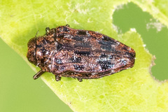 Brachys ovatus