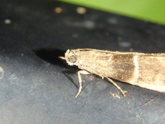 Elegia atrifasciella