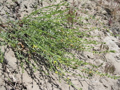 Acmispon procumbens procumbens