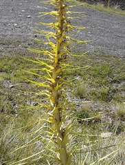 Aciphylla scott-thomsonii