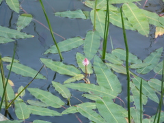Persicaria amphibia