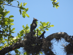 Baeolophus atricristatus