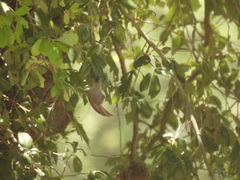 Baeolophus atricristatus