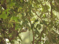 Baeolophus atricristatus