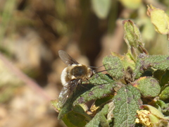 Bombylius posticus