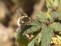 Bombylius posticus