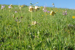 Fritillaria agrestis