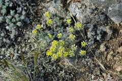 Odontarrhena obovata