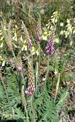 Oxytropis spicata