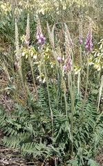 Oxytropis spicata