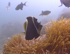 Heniochus varius