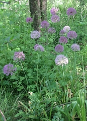 Allium giganteum