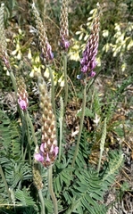Oxytropis spicata