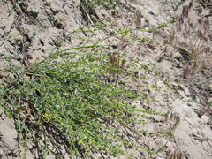 Acmispon procumbens procumbens