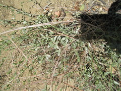 Acmispon procumbens procumbens
